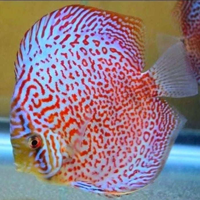 LEOPARD RING Discus